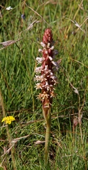 Satyrium cristatum cristatum