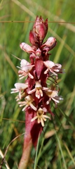 Satyrium cristatum cristatum