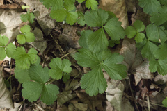Waldsteinia ternata