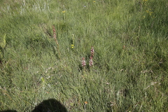 Satyrium cristatum cristatum
