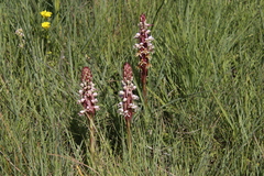 Satyrium cristatum cristatum
