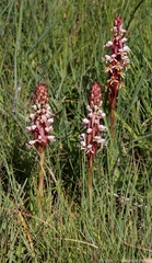 Satyrium cristatum cristatum
