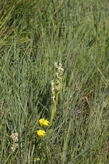 Disperis cardiophora