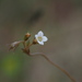 Pygmy Bishop's Hat - Photo (c) 小铖/Smalltown, some rights reserved (CC BY-NC), uploaded by 小铖/Smalltown