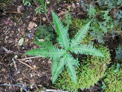 Sticherus quadripartitus