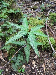 Sticherus quadripartitus