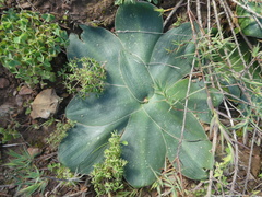 Eucomis regia