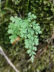 Asplenium dareoides