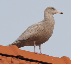 Larus hyperboreus hyperboreus