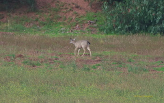 Odocoileus virginianus peruvianus
