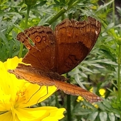 Junonia hedonia