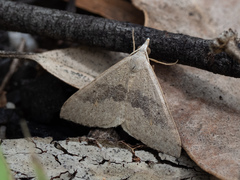 Dichromodes molybdaria