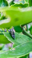Agrilus occipitalis