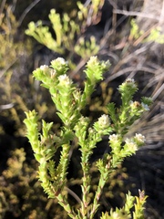 Diosma awilana