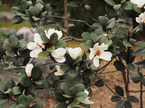 Magnolia guangdongensis