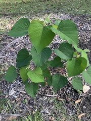 Homalanthus populifolius