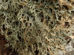 Pseudocyphellaria carpoloma