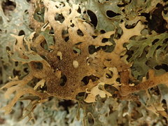 Pseudocyphellaria carpoloma