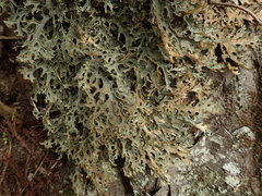 Pseudocyphellaria carpoloma