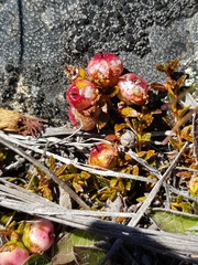 Gaultheria parvula