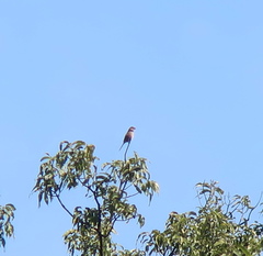 Lanius bucephalus