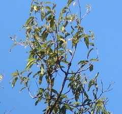 Lanius bucephalus