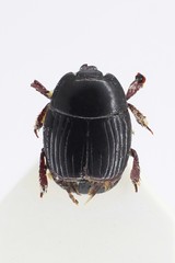 Hister bissexstriatus