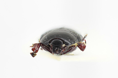 Hister bissexstriatus