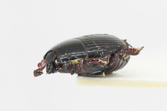 Hister bissexstriatus