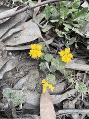 Goodenia hederacea alpestris