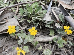 Goodenia hederacea alpestris