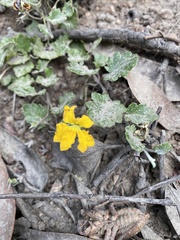 Goodenia hederacea alpestris