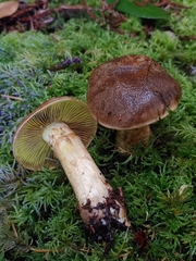 Cortinarius clandestinus
