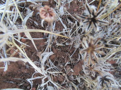 Angiospermae