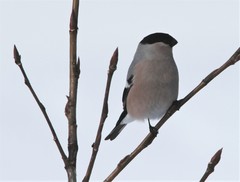 Pyrrhula pyrrhula cassinii