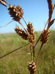 Carex extensa