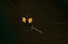 Gasteracantha mediofusca