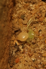 Synema decoratum