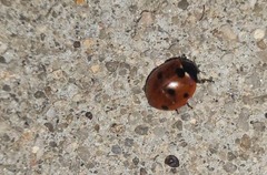 Coccinella septempunctata