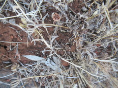 Angiospermae