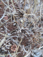 Angiospermae