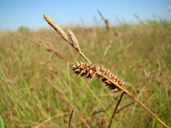Carex extensa