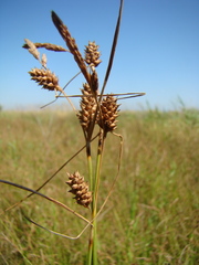 Carex extensa