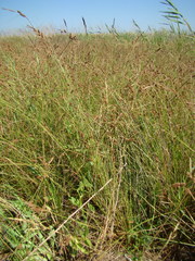 Carex extensa