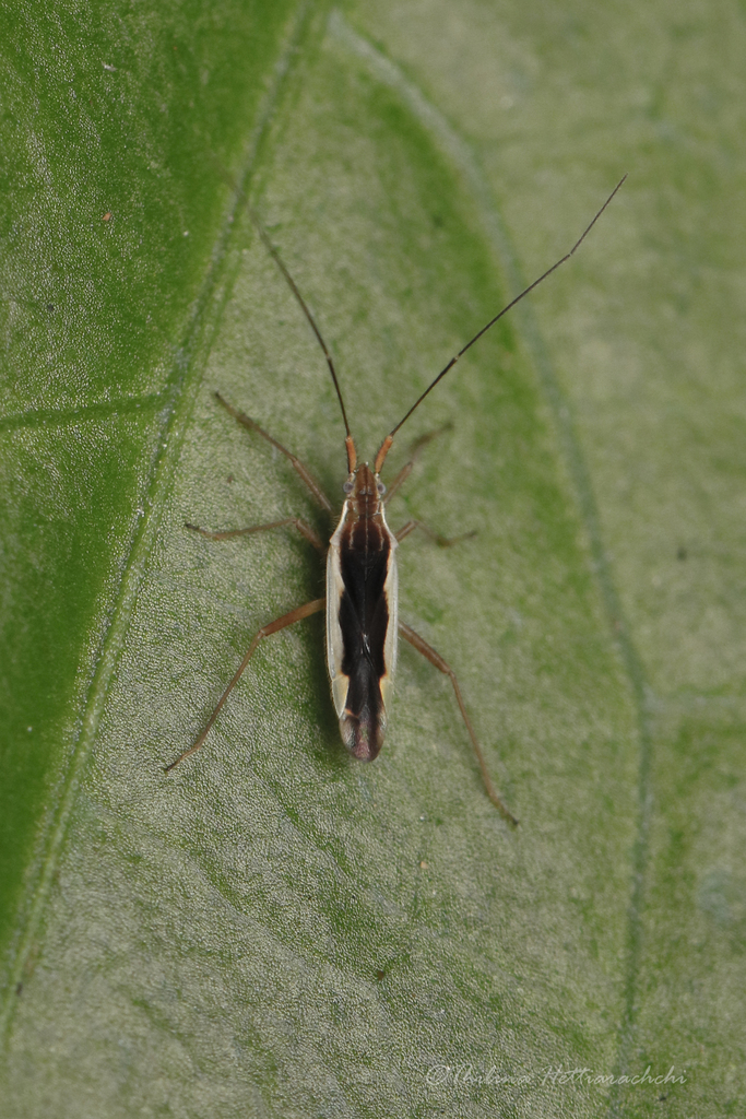 Lasiomiris