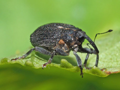 Ceutorhynchus picitarsis