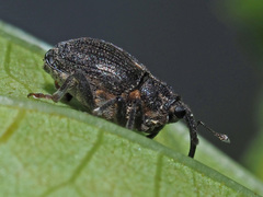 Ceutorhynchus picitarsis