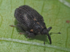 Ceutorhynchus picitarsis