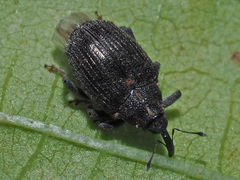 Ceutorhynchus picitarsis