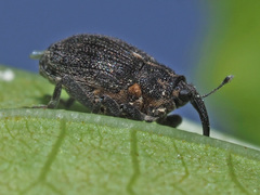 Ceutorhynchus picitarsis